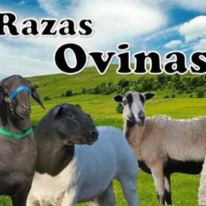 Memorama razas ovinas