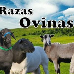 Multinivel Razas ovicaprinas