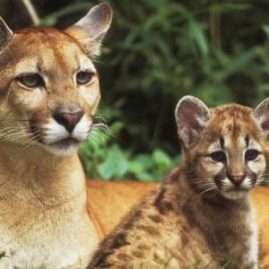 Puma concolor, ¡¡Grrrr!!