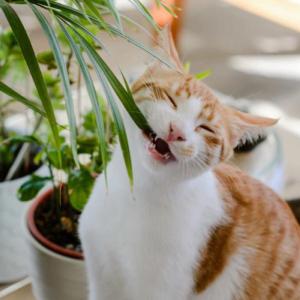 Plantas tóxicas