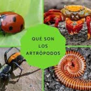ARTROPODOS