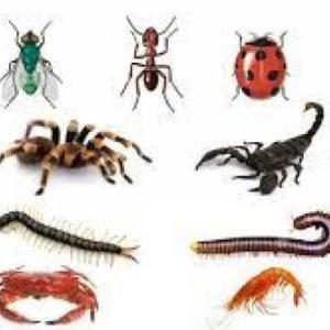 ANIMALES INVERTEBRADOS