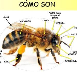 ABEJA Y SUS PARTES