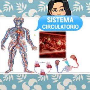 Estructura y función del sistema circulatorio y su cuidado.