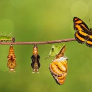 LOS CICLOS DE LA VIDA