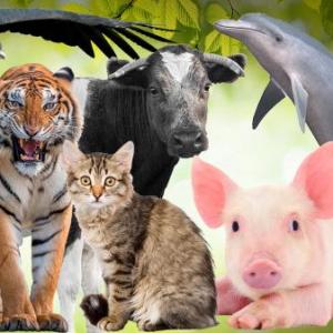 APRENDAMOS SOBRE LOS ANIMALES