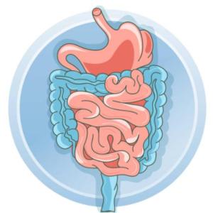 EL SISTEMA DIGESTIVO