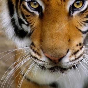 ¡juegos de trivias!