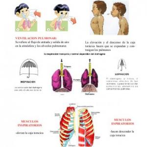 Sistema Respiratorio