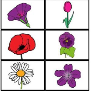 Identifica las flores 