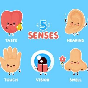 Imagen de portada del videojuego educativo: Los 5 sentidos , de la temática Biología