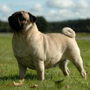 SoyPug Puglian