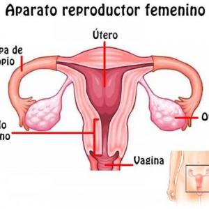 Partes de Aparato reproductor femenino