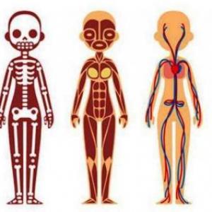 El cuerpo humano
