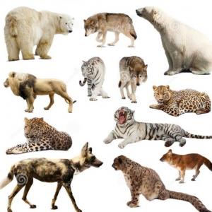Animales del mundo
