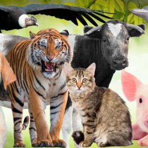 Animales del mundo