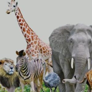 2.nivel: Animal Habitats and Abilities
