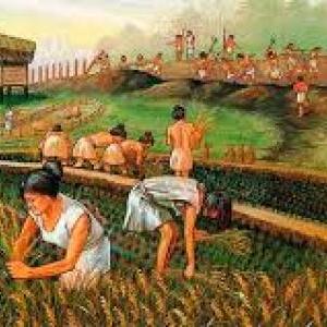 EL ORIGEN DE LA AGRICULTURA