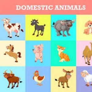 Animales Domésticos