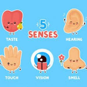 Los 5 Sentidos