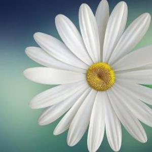 Partes de la flor