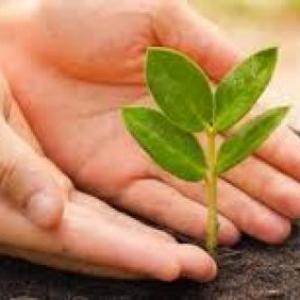 ¿Qué necesitamos para sembrar una planta?