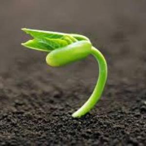Sembrando nuestras plantas