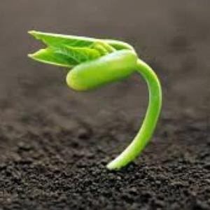 ¿Qué necesito para germinar mi semilla de frejol?
