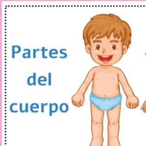 partes del cuerpo