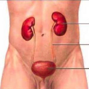 Fisiopatología del sistema urinario