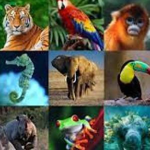 MIS ANIMALES
