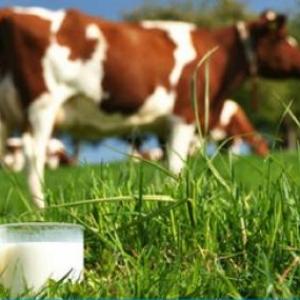 "CIRCUITO PRODUCTIVO DE LA LECHE"