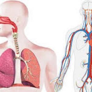 EL SISTEMA CIRCULATORIO Y RESPIRATORIO DEL SER HUMANO