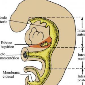 Aparato respiratorio y digestivo