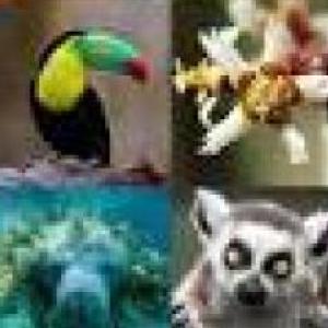 ANIMALES