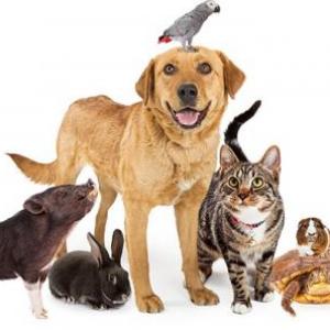 Les animaux