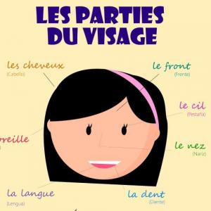 Trivia (les parties du visage)