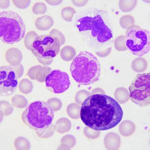 Tejido sanguíneo y Hematopoyesis