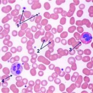 Tejido sanguíneo y hematopoyesis