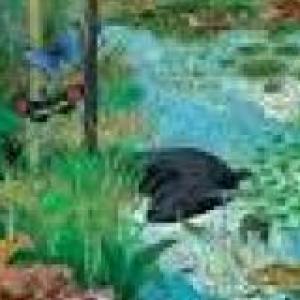 Organización ecositémica