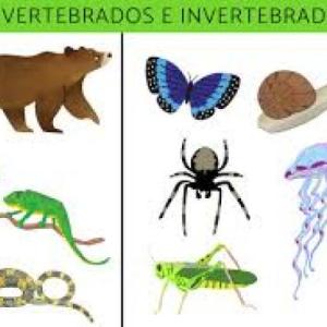 Animales vertebrados e invertebrados.