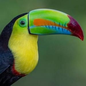 Aves