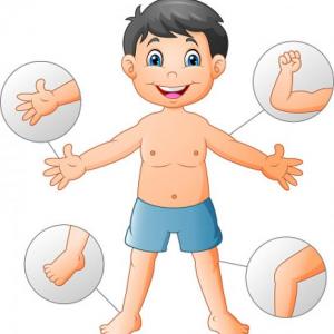 PARTES DEL CUERPO HUMANO