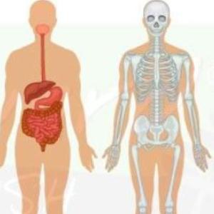 sistema oseo y digestivo