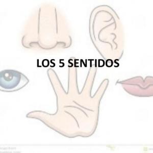 MIS SENTIDOS