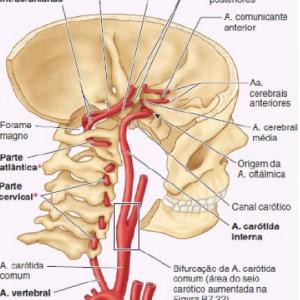 Angiología de la cabeza 