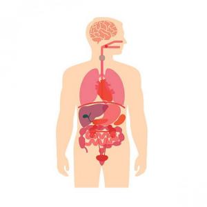 Body organs