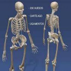 Huesos
