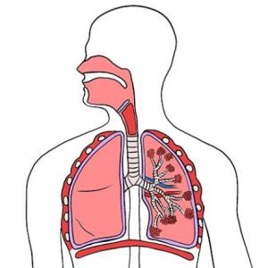 Sistema respiratorio