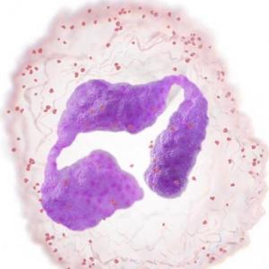 Hematopoyesis
